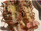 langoustines